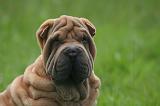 SHAR-PEI 954